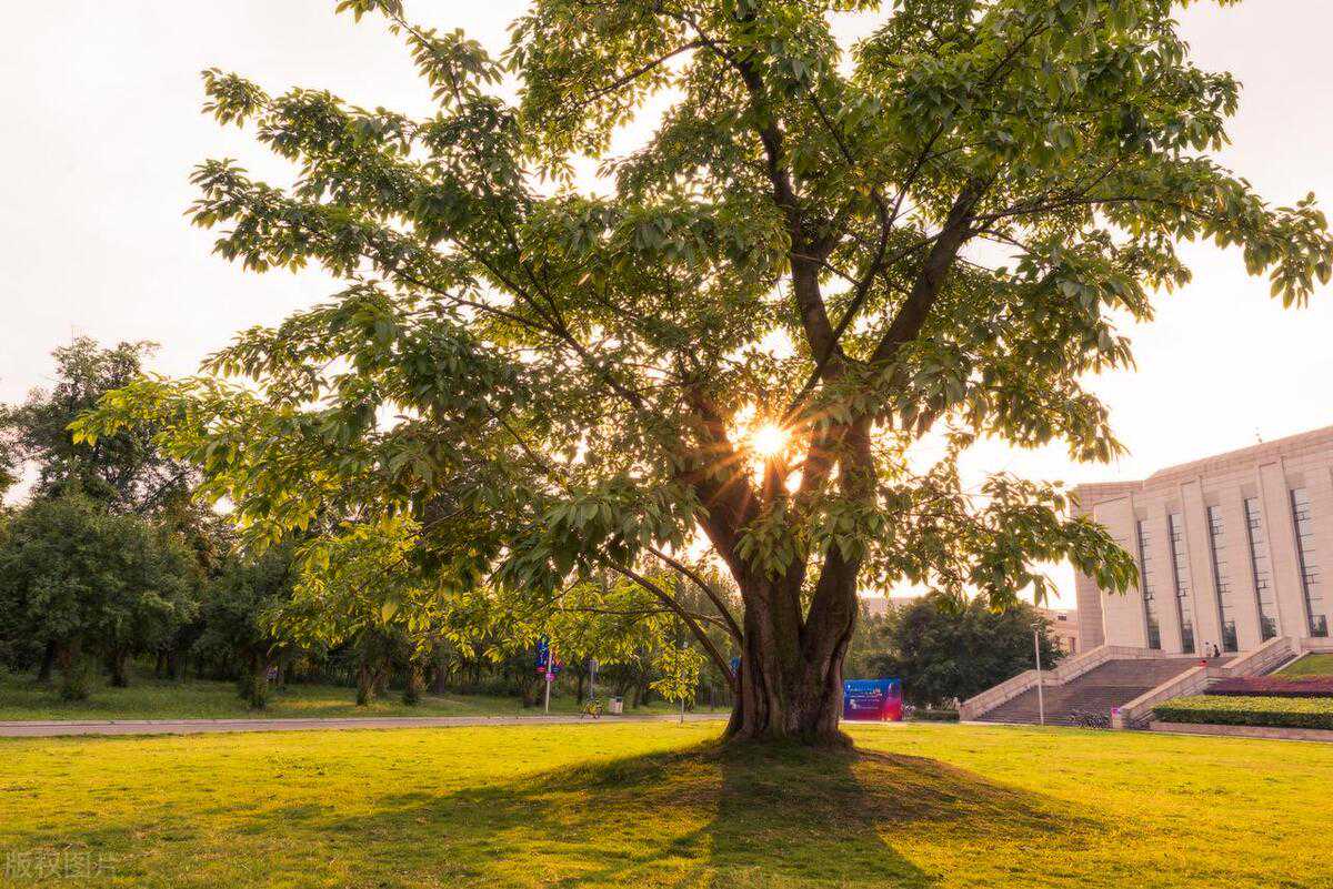 俗语“大树压门，祸及后人”，是啥意思？老祖宗的忠告该听