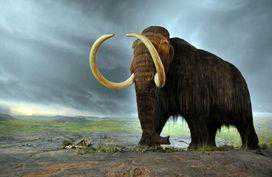 《科技奇迹！2028年前，猛犸象或将在现实中“复活”》