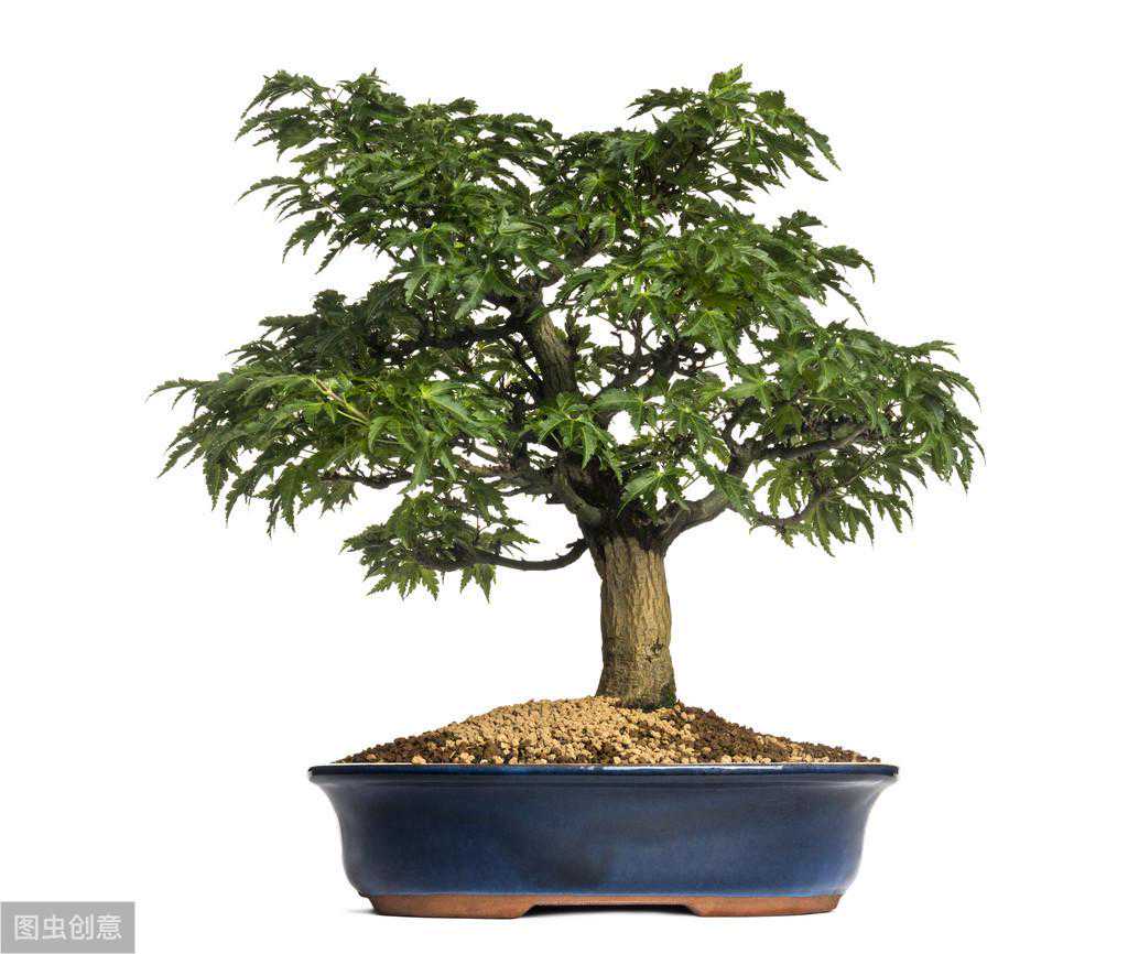 鸡爪枫盆景的取材与培育