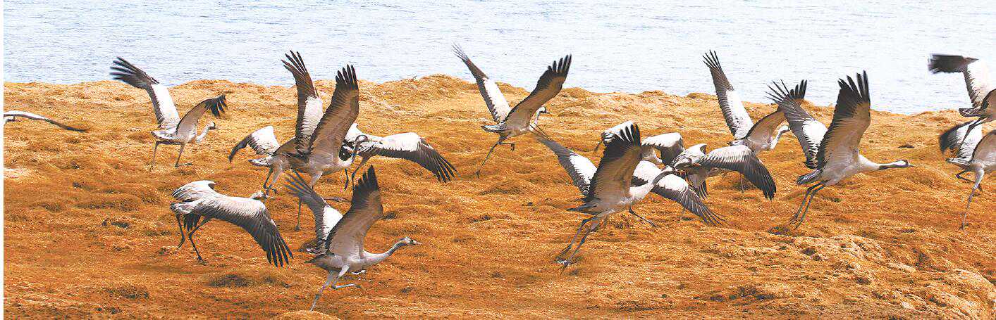 地之灵：回归大野