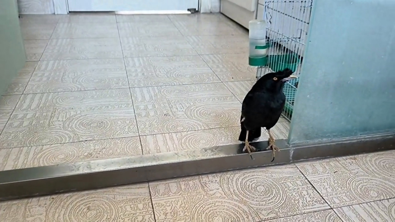 小8，我给你挑的这媳妇，还满意不满意？