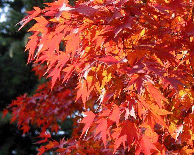 色木槭：别称五角枫您肯定就听过了
