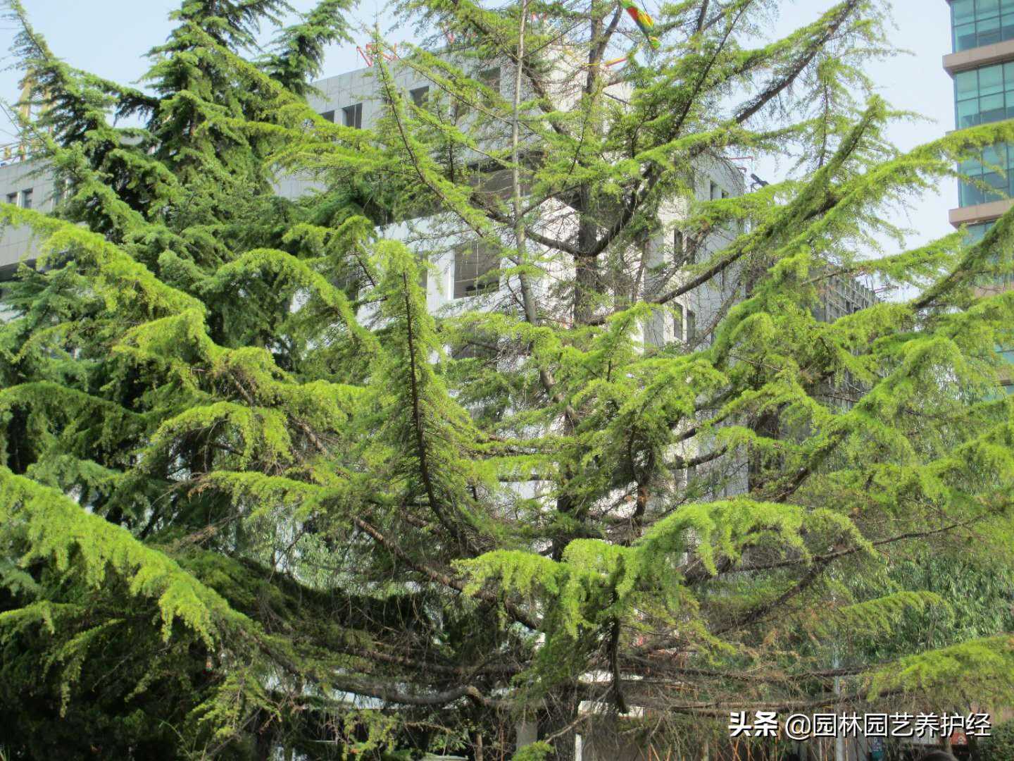 冠名DOTA赞助星际，《崩铁》为啥喜欢Dead Game？