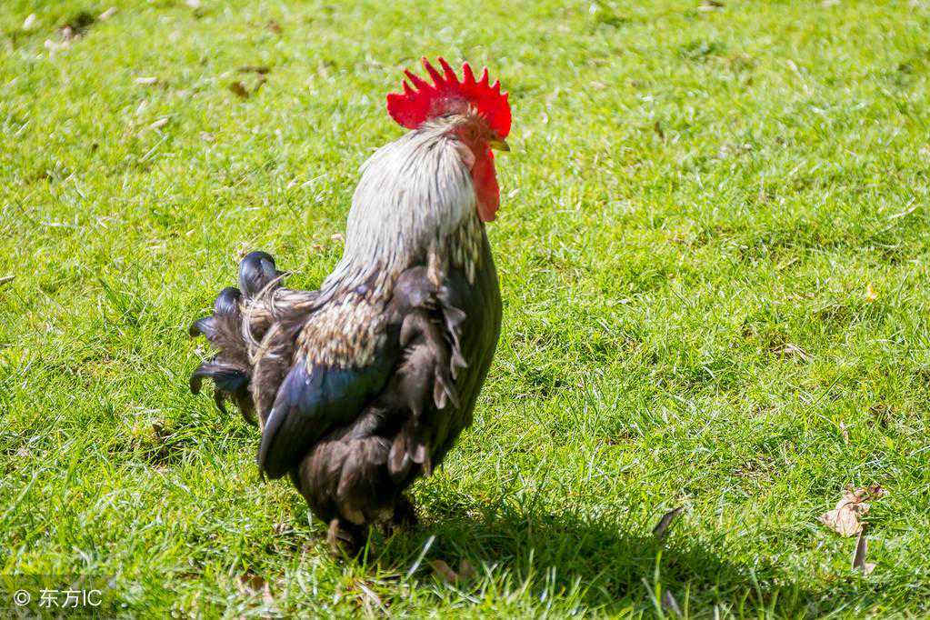 王者荣耀玩家买全套铭文给女友分解着玩！土豪花样百出秀恩爱姿势