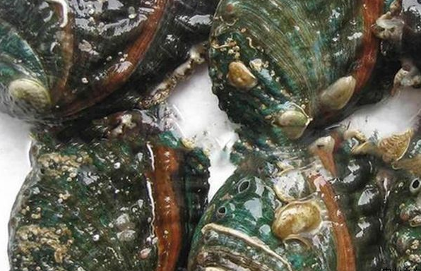 魔兽争霸3八战队集结、前职业或复出，War3世界冠军联赛3.17开启