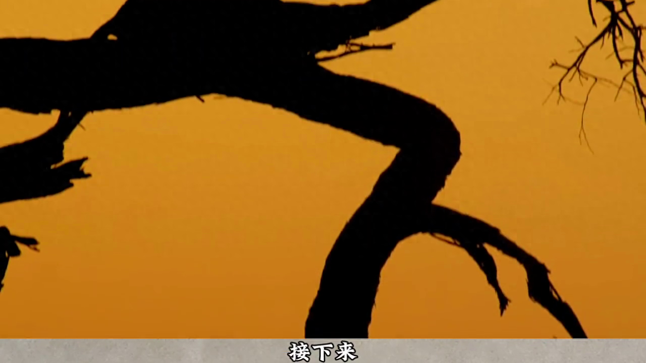 幻影刺客花豹，名头很响亮，却总是过着窘迫的生活#花豹